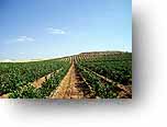 vineyard